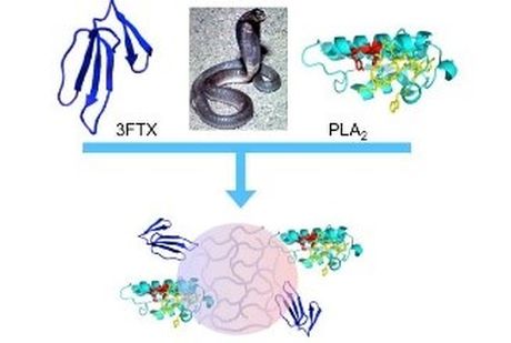 Phương pháp tiêm hạt nano để điều trị vết rắn cắn