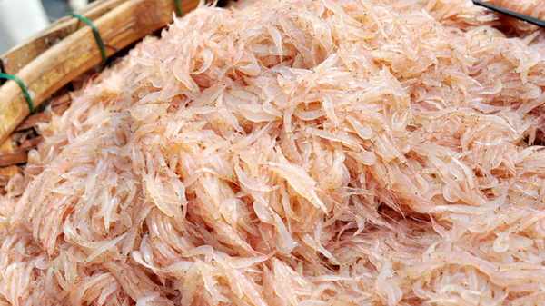 Chế biến tép moi sấy khô