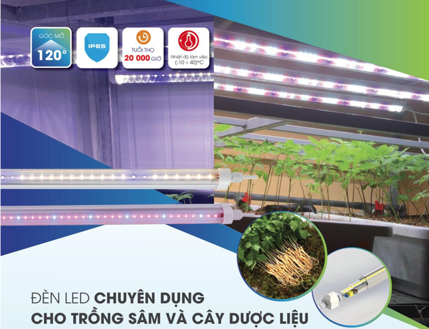 Đ&egrave;n LED trồng s&acirc;m v&agrave; c&acirc;y dược liệu