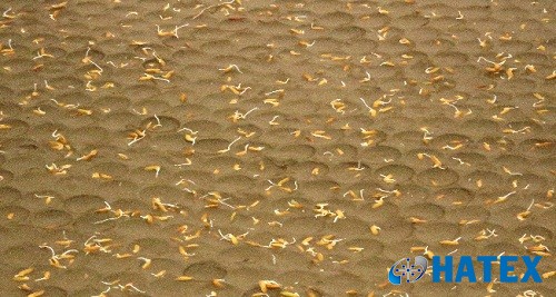 Khay mạ ném (trong kỹ thuật gieo mạ khay cấy đứng)