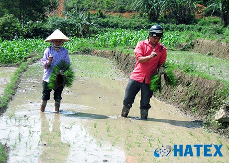 Khay mạ ném (trong kỹ thuật gieo mạ khay cấy đứng)